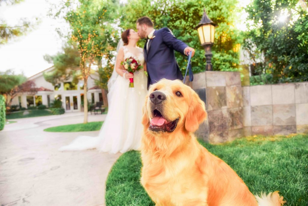Wedding Dog Las Vegas